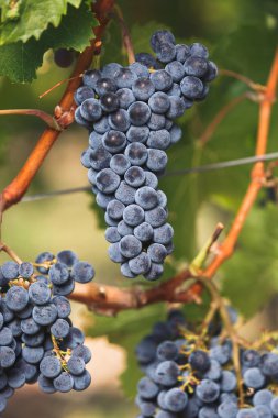 Cabernet Franc grapes on the vine clipart