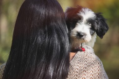 Kadının omzunun üzerinden bakarak Tibet terrier köpek yavrusu