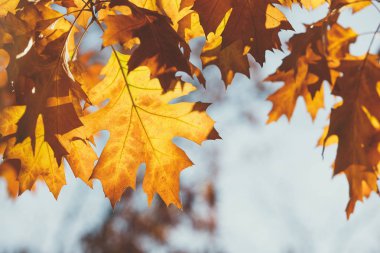 sonbahar yaprakları arka plan