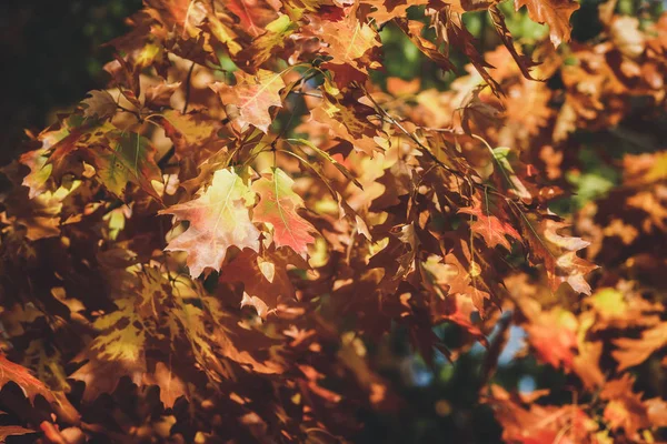 Hermosas hojas de colores en las ramas en el bosque de otoño —  Fotos de Stock