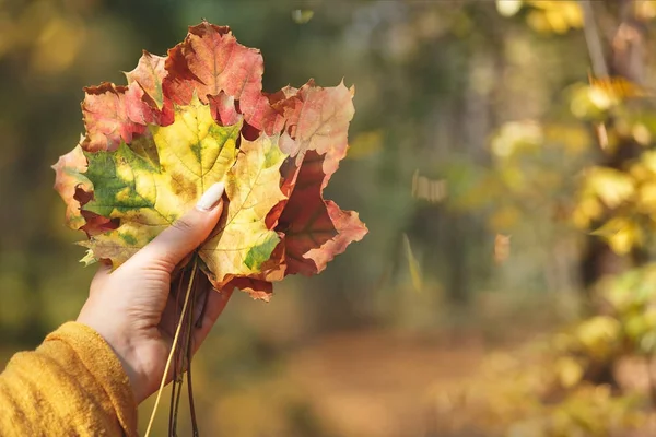 Mano de mujer con hojas de otoño en otoño paisaje —  Fotos de Stock