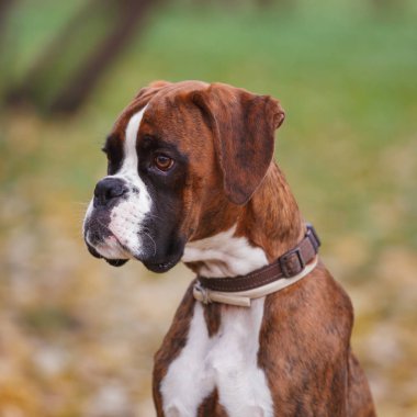 Bir çayır üzerinde oturan Alman boksör köpek portresi yakın çekim 