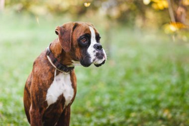 Kahverengi boxer köpek park, seçici odak, büyük kopya alanı çimenlerin üzerinde oturan portresi