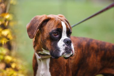 Boxer köpek kira kontratı ayakta Park üzerinde. Seçici odak