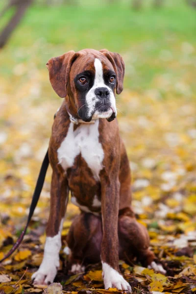 Boxer dog with leash sitting in autumn park, selective focus