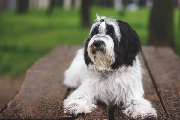 黑白藏梗或曾 Apso Dokhi Apso 算法犬放松室外 小狗肖像 很浅的田野深处 — 图库照片