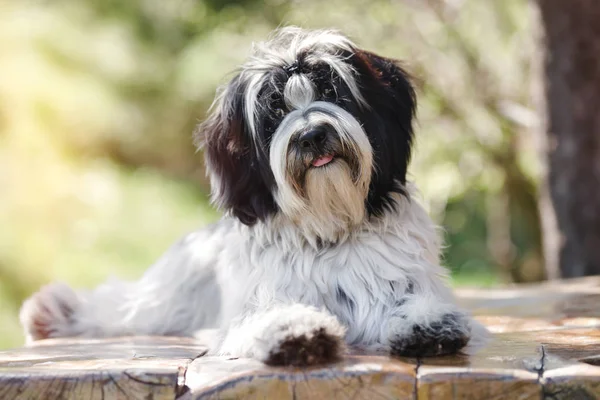 Tibetaanse Terrier Tsang Apso Dokhi Apso Vaststelling Houten Planken Met — Stockfoto