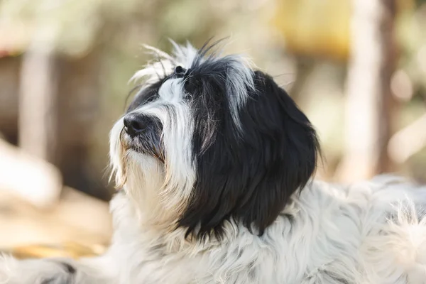 Cão Terrier Tibetano Deitado Floresta Olhando Para Seu Dono Nove — Fotografia de Stock