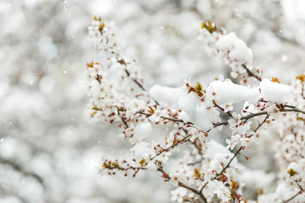 Spring buds and flowers of fruit tree covered in snow. Season changing from winter to spring. Climate change