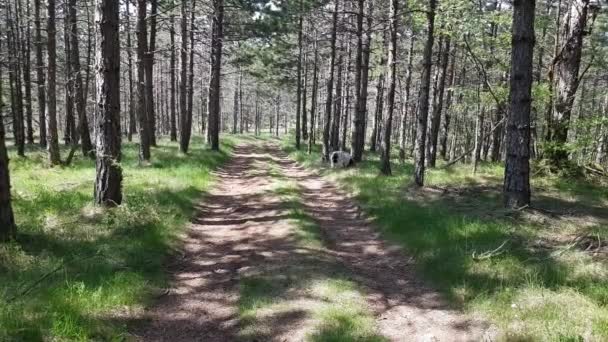 Hund Promenader Genom Skog Fylld Med Granar Våren Handhållna Skott — Stockvideo