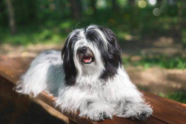 Güzel Tibetli Teriyer Köpek Doğada Ahşap Bençe Dinleniyor, Seçici odak, Kopyalama Boşluğu