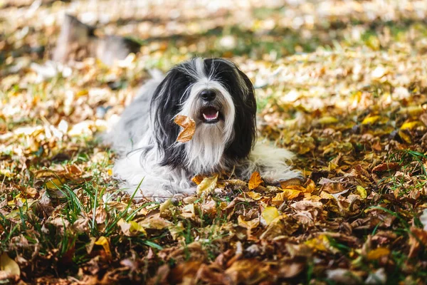 藏犬在树叶的床上玩耍 看着照片 选择性焦点 复制空间 — 图库照片