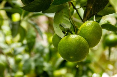 Olgun meyveli Mandarin ağacı. Mandarin portakal ağacı. Mandalina. Taze taze mandallarla dallar ve görüntüler, yumuşak odak