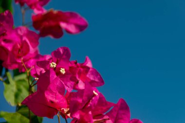 Mavi gökyüzüne karşı mor çiçekli Bougainvillea dalları. Çiçek açan macenta bougainvillaea 'yı kapatın. Akdeniz manzarası yaz konsepti