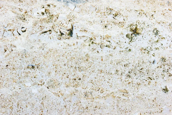 Текстурный Кокиновый Камень Крупным Планом Секция Оболочки Камня — стоковое фото