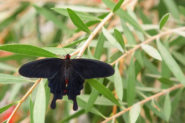 Butterfly Papilio Polytes Green Leaves — Stock Photo, Image