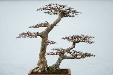Bonsai olmadan terk beyaz bir arka plan üzerinde.