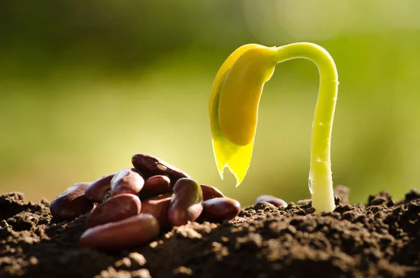 Biji untuk ditanam dan berkecambah benih tumbuh di atas tanah belakang — Stok Foto