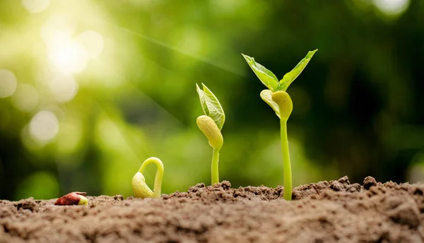 Seme germinante a germoglio di noce — Foto Stock