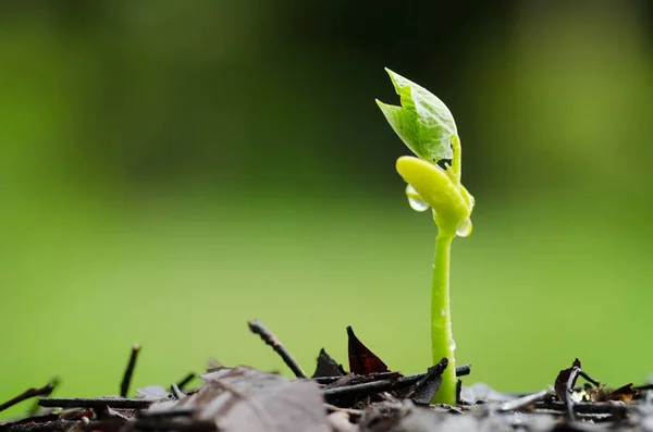 Les graines de la plante germent sur le sol d'humus — Photo