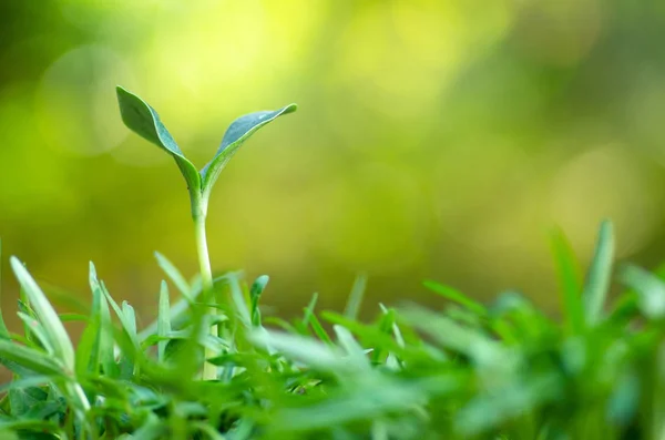 Nahaufnahme Junge Pflanze wächst über grünem Hintergrund — Stockfoto