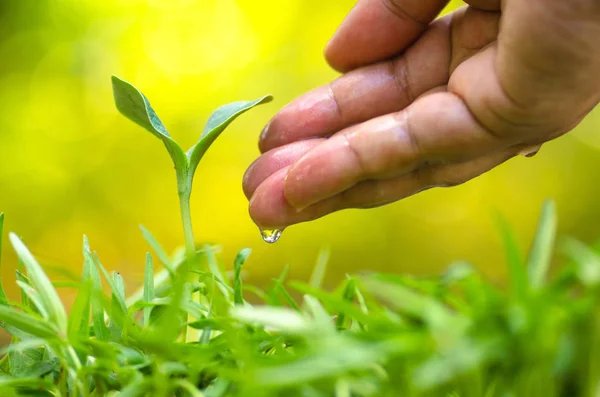 Mano de granjero dando agua a planta joven con luz solar — Foto de Stock