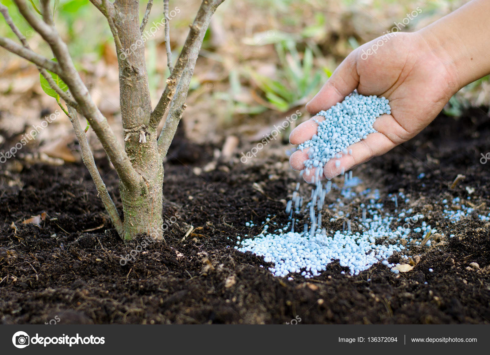 Fotos de Mano de agricultor dando fertilizante químico a árbol joven