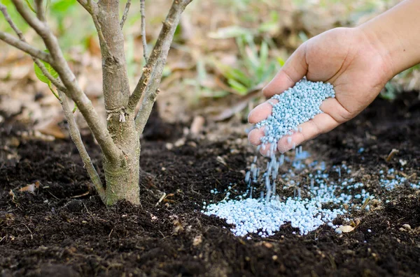 Mano de agricultor dando fertilizante químico a árbol joven —  Fotos de Stock