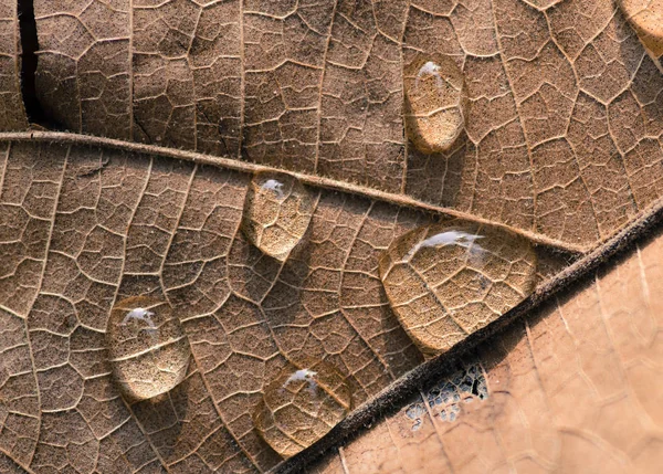 Gotas de agua macro sobre hojas secas — Foto de Stock