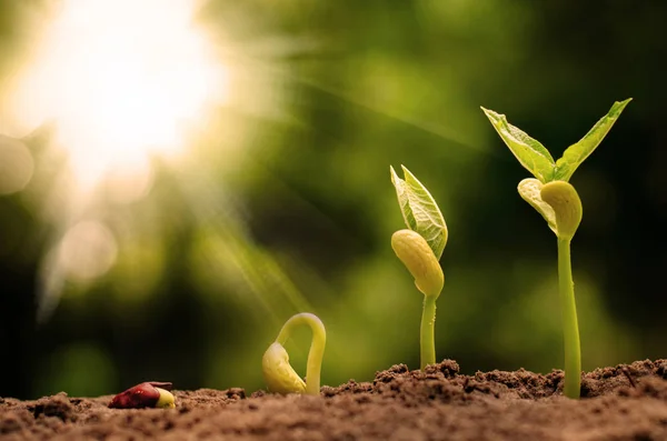 Seme germinante a germoglio di noce — Foto Stock