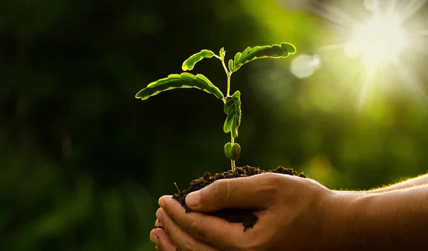 Растение растет на почве с рукой держа на солнце и солнечный луч — стоковое фото