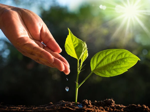 Planta e salvar o conceito de floresta — Fotografia de Stock