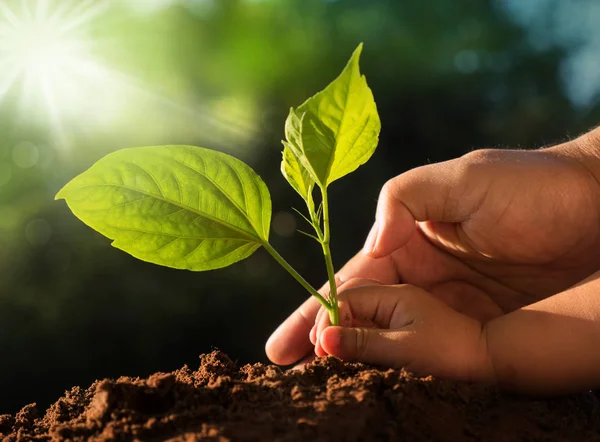 Les mains des enfants et des pères plantant un jeune arbre sur fond vert — Photo