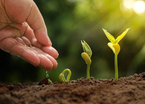 .Innaffiatura a mano a pianta giovane con piantina di semenzaio germinante a germoglio di pianta crescono sequenza con luce solare — Foto Stock