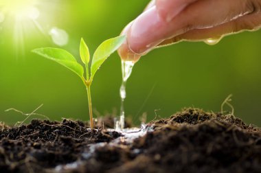 bitki ve orman kavramı kaydetmek 