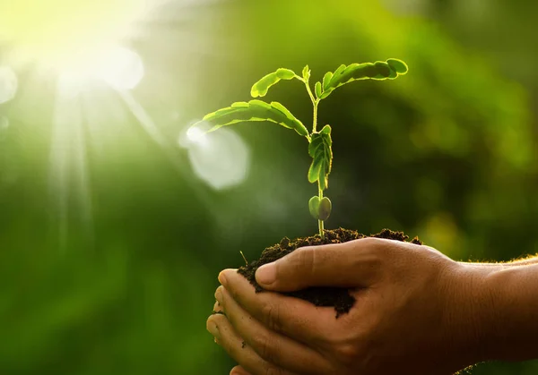 Tumbuhan tumbuh di tanah dengan tangan memegang sinar matahari dan gr — Stok Foto