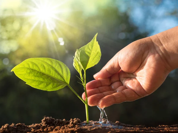 Pflanzen und Waldkonzept retten — Stockfoto