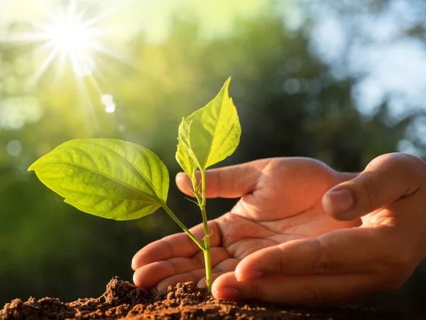 Close up male hand care plant over green and morning sunlight en Royalty Free Stock Photos