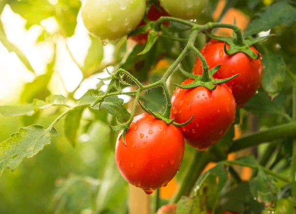 Tomato fruit with water drop and sunlight Stock Photo