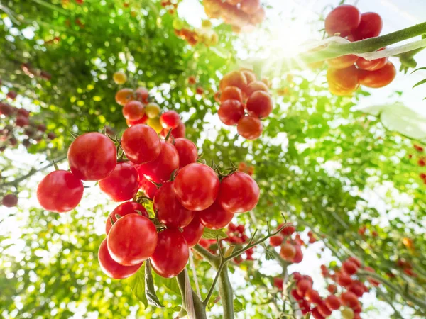 Tomato fruit with sunlight Royalty Free Stock Images