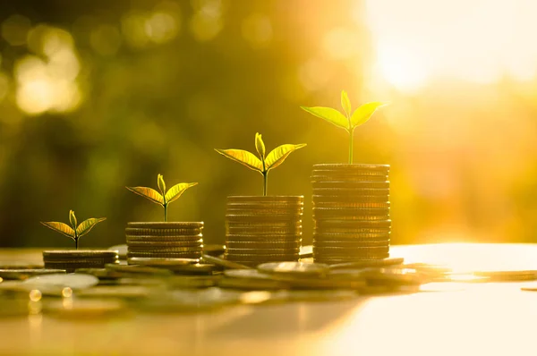 Trees growing on pile of coins money over sun flare silhouette s Stock Image