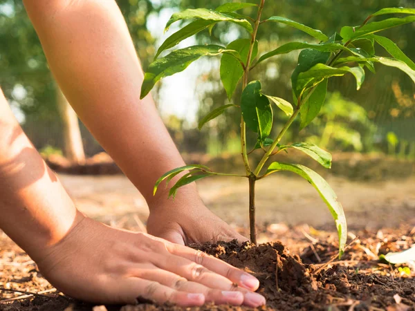 Close up male hand planting with sunlight — Stock Photo, Image