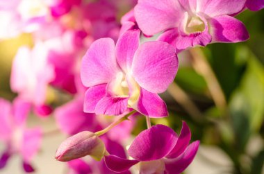 Pink orchid in garden with sunlight clipart