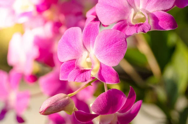 Orquídea rosa en jardín con luz solar —  Fotos de Stock