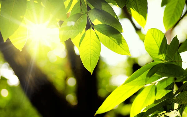 Ambiente vegetal y verde natural con luz solar — Foto de Stock