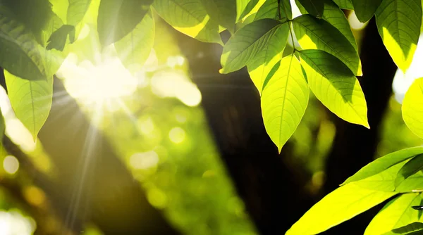 Plant leave and natural green environment Stock Photo