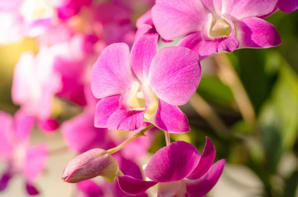 Pink orchid in garden with sunlight Royalty Free Stock Photos