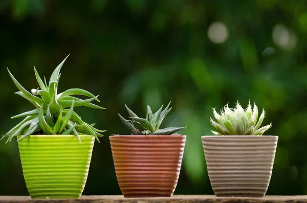 Plant pot met cactus met groene achtergrond — Stockfoto