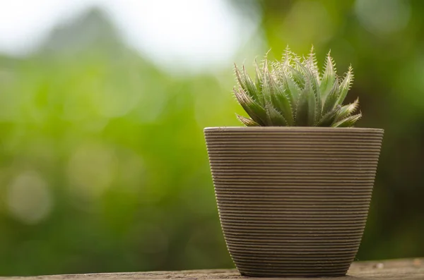Plant pot met cactus met groene achtergrond — Stockfoto