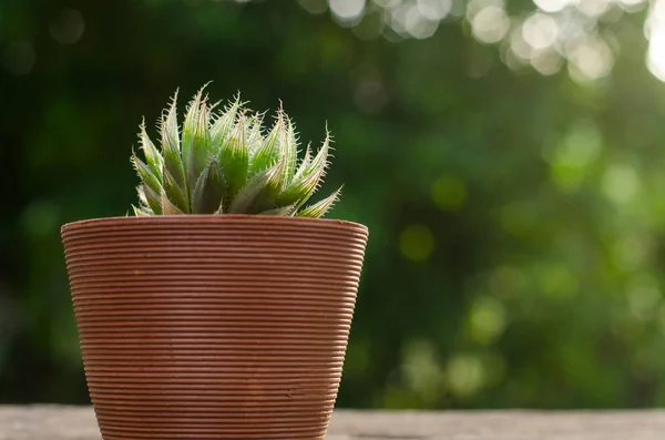 Plant pot met cactus met groene achtergrond — Stockfoto